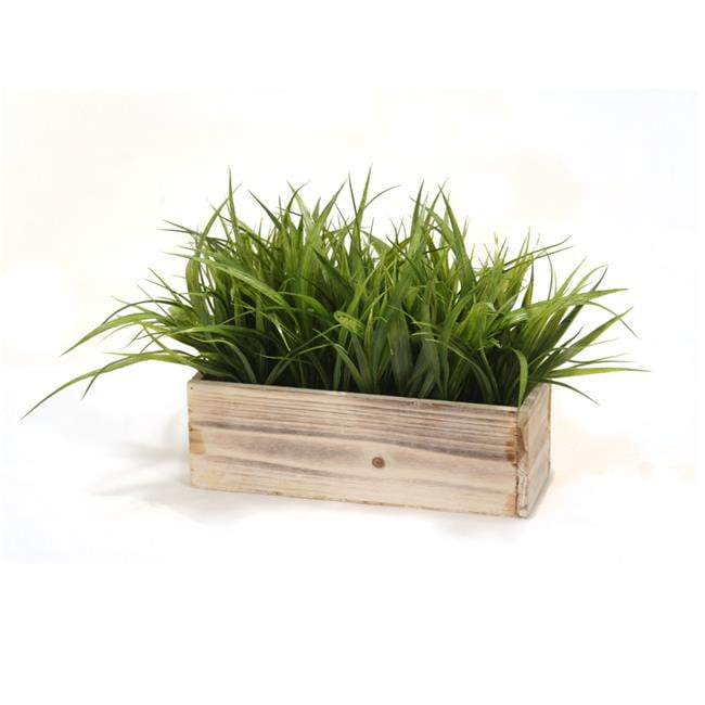 Unisex Grass in White Washed Box - Green
