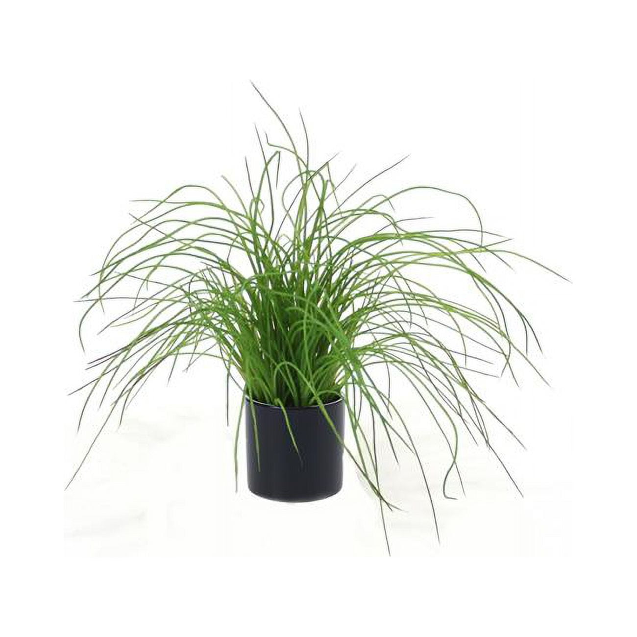 Unisex Green Grass in Black Shiny Circle Pot
