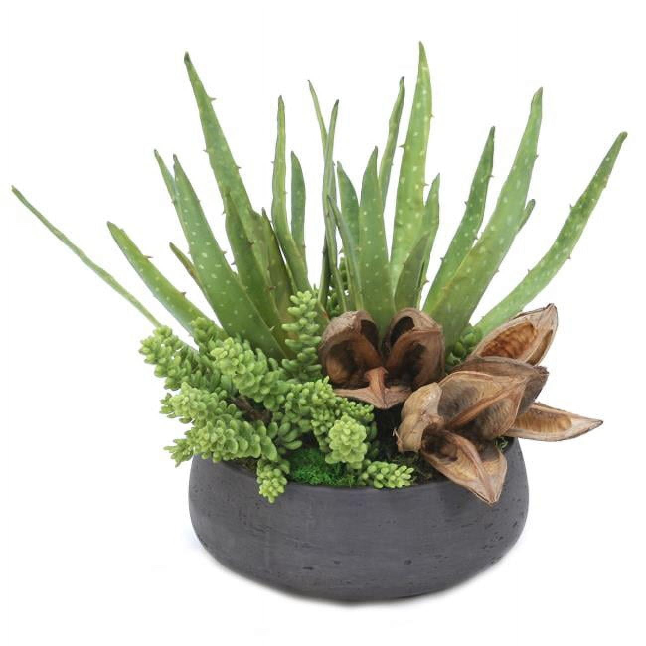 Unisex Succulent Mix in Rough Stone Black Bowl - Green