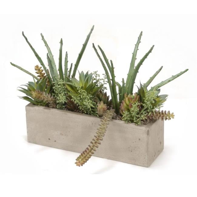 Unisex Mixed Succulents in Concrete Window Box - Green