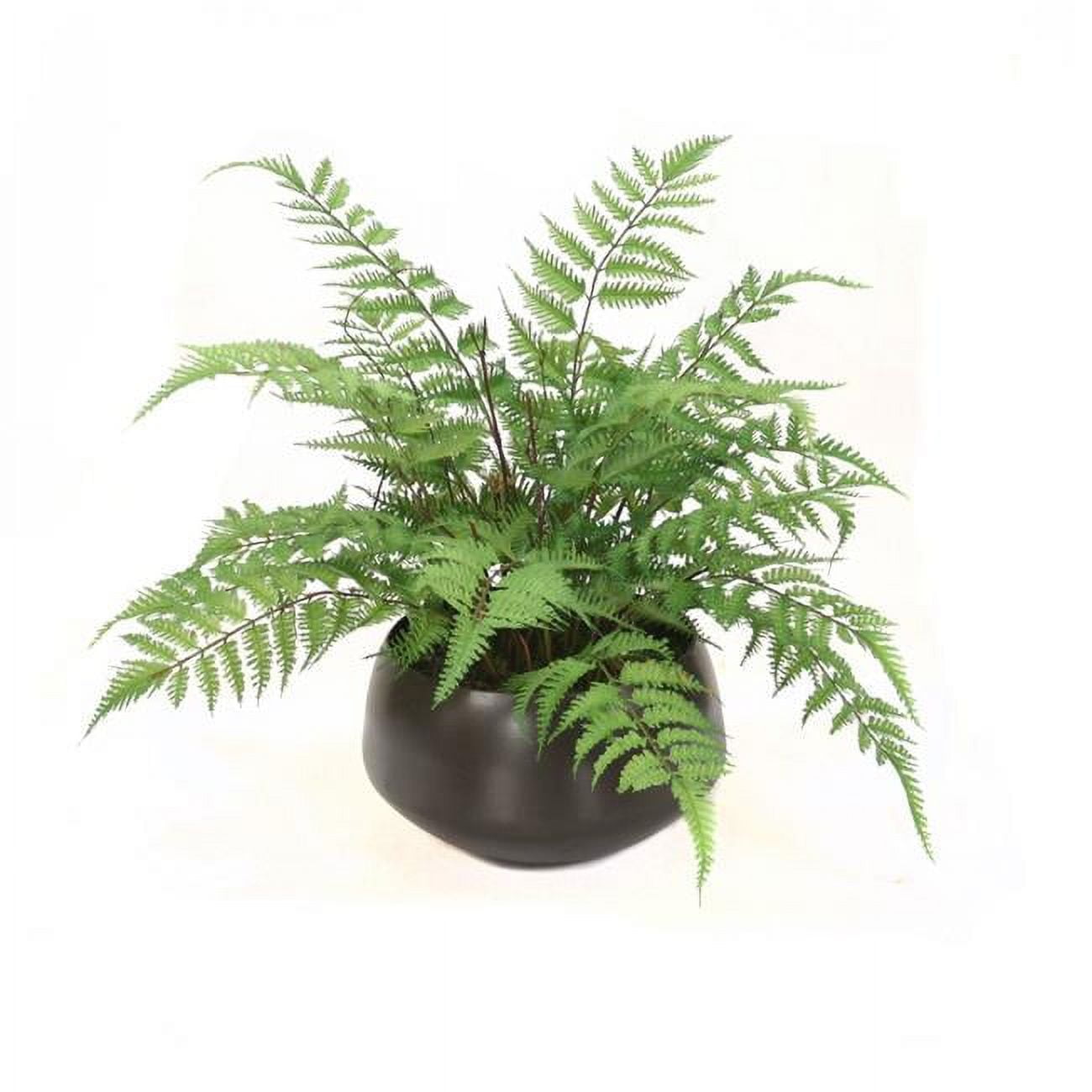 Unisex Forest Fern in Round Planter - Green