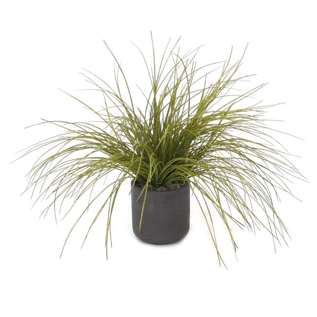 Unisex Onion Grass in Black Wash Pot - Green