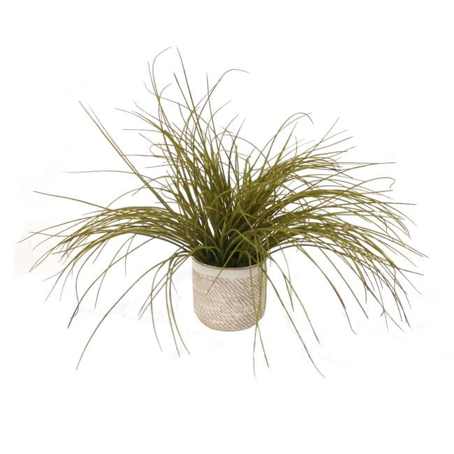 Unisex Olive Grass in Beige & White Container - Green