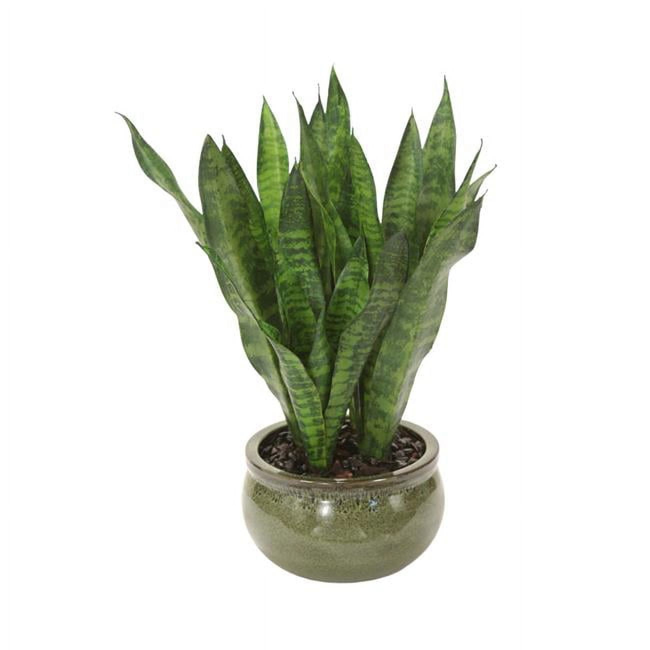 Unisex Sanseveria Plants in Green Stoneware