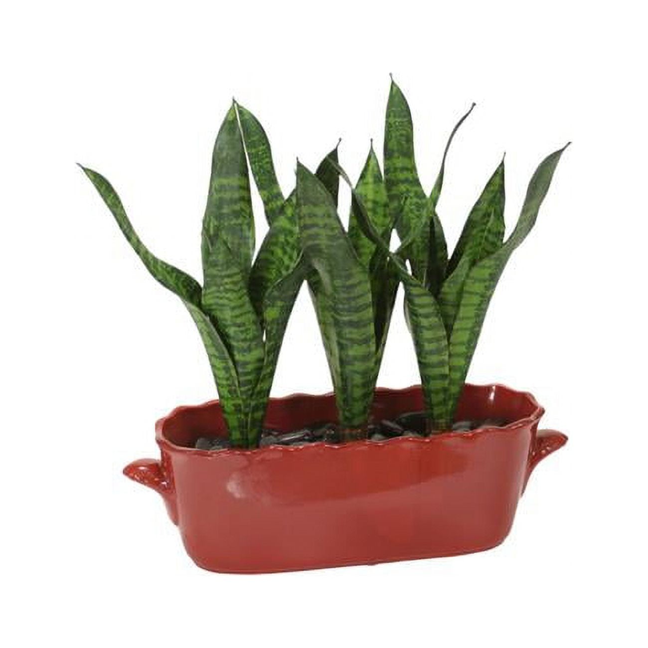 Unisex Green Sanseveria in Red Oval Planter