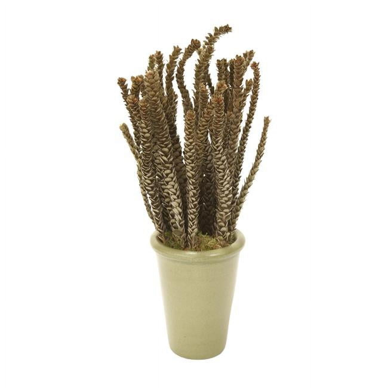 Unisex Buxifolia in Green Planter - Set of 2