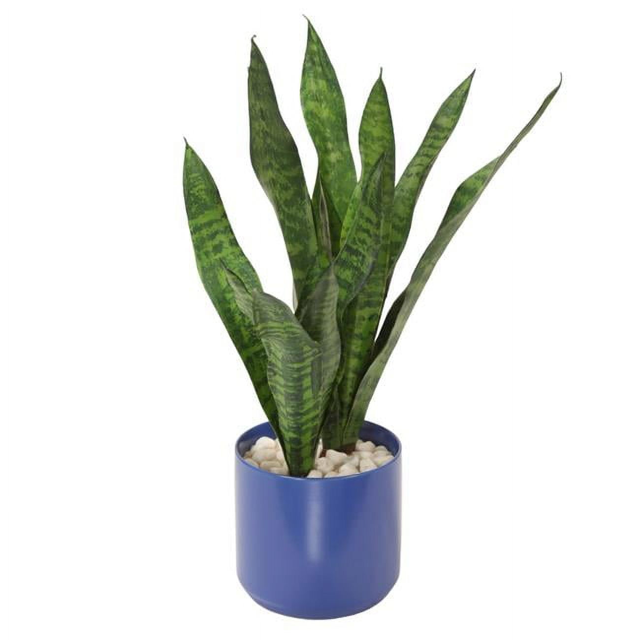 Unisex Sanseveria Plants in Blue Pot - Green