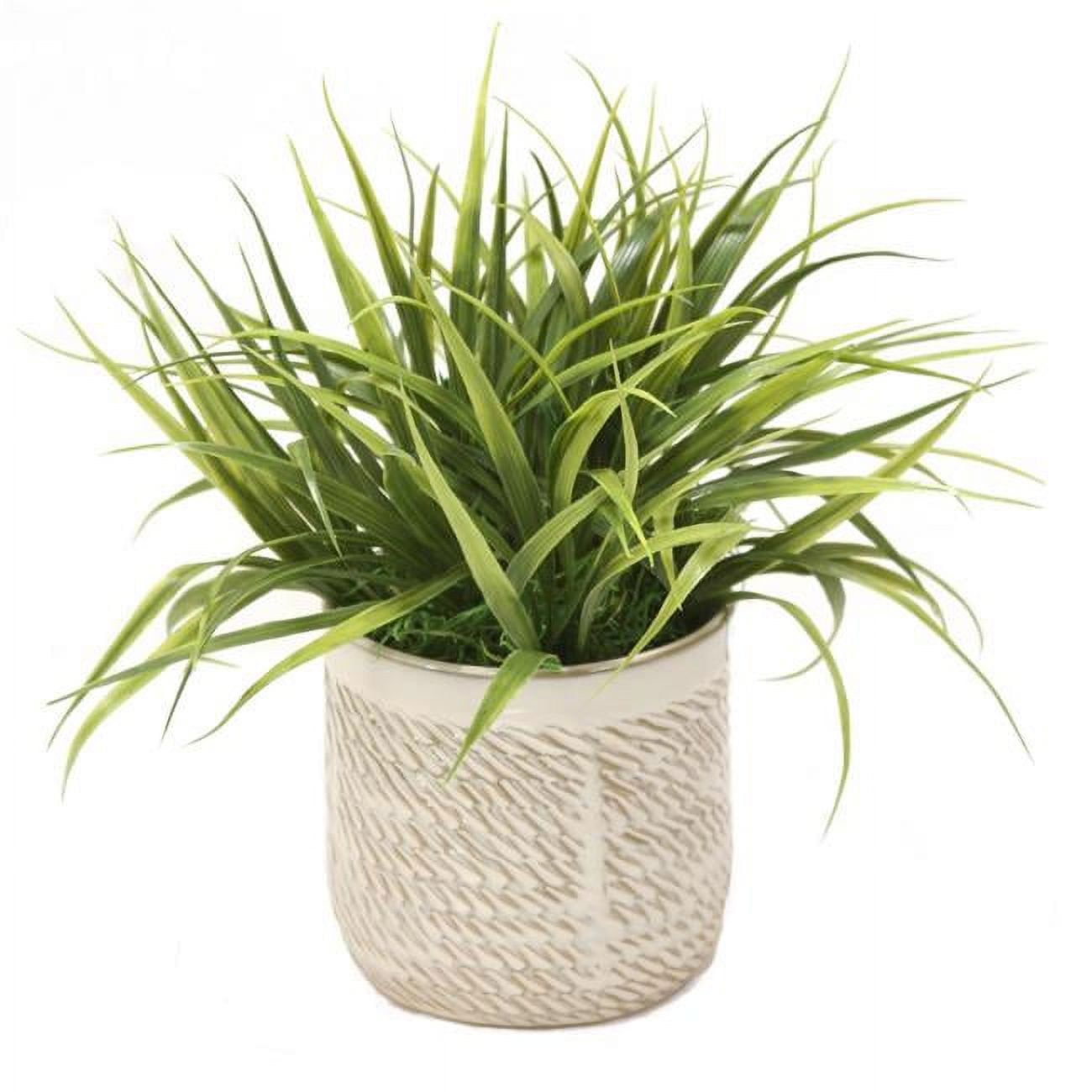 Unisex Vanilla Grass in Beige Planter - Green