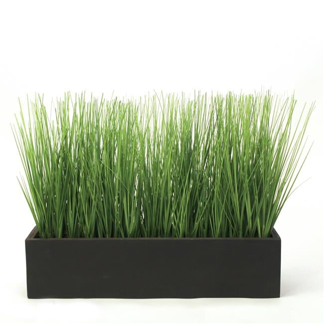 Unisex Grass in Black Rectangle Box - Brown