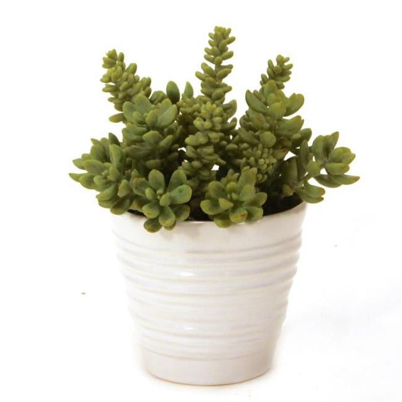 Unisex Succulents in White Format Vase - Green