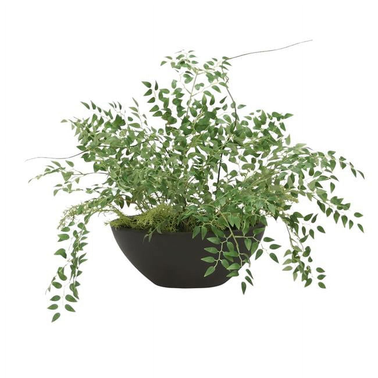 Unisex Smilax in Black Planter - Green
