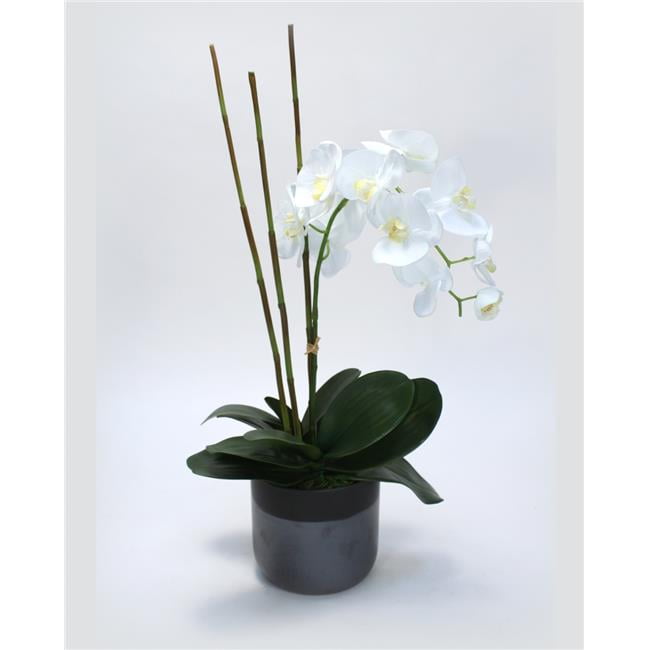 Unisex White Phaleanopsis Orchid in Black Ceramic - Green
