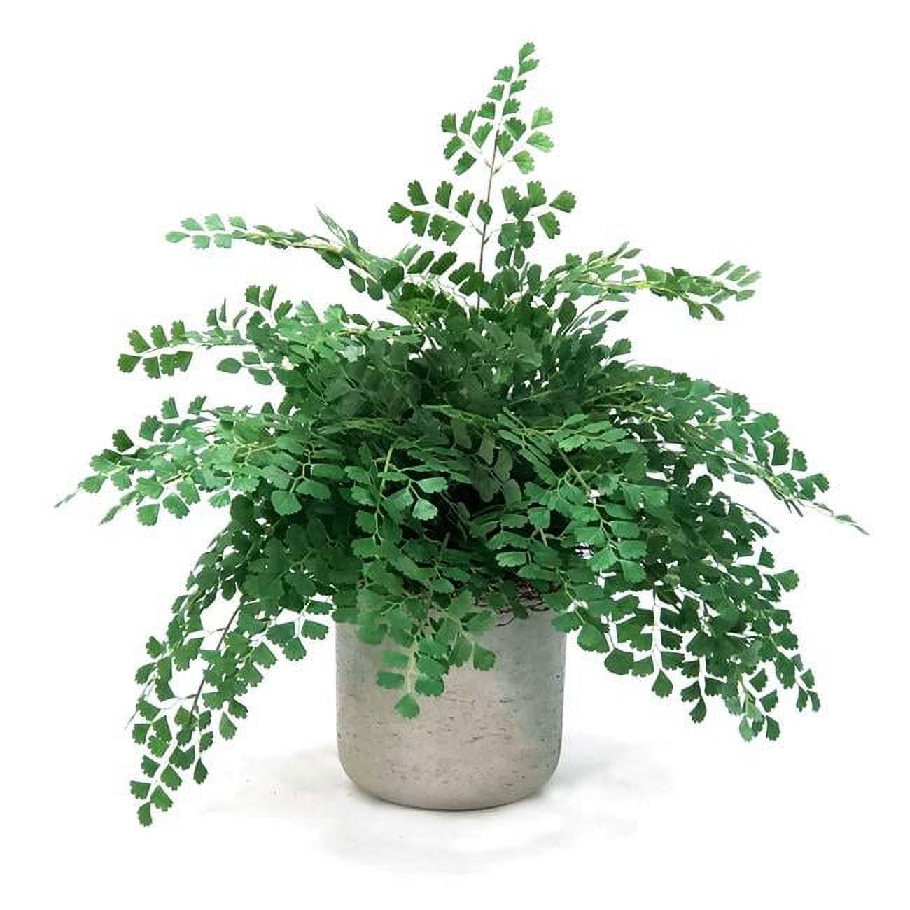 Unisex Maiden Hair in Grey Stone Planter - Green