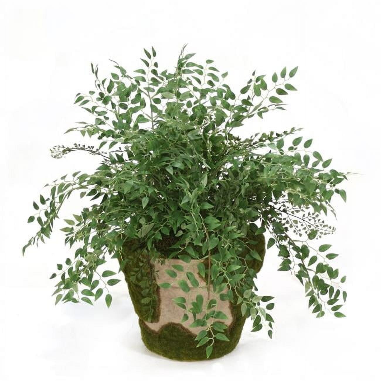 Unisex Smilax Fern in Mossed Pot - Green