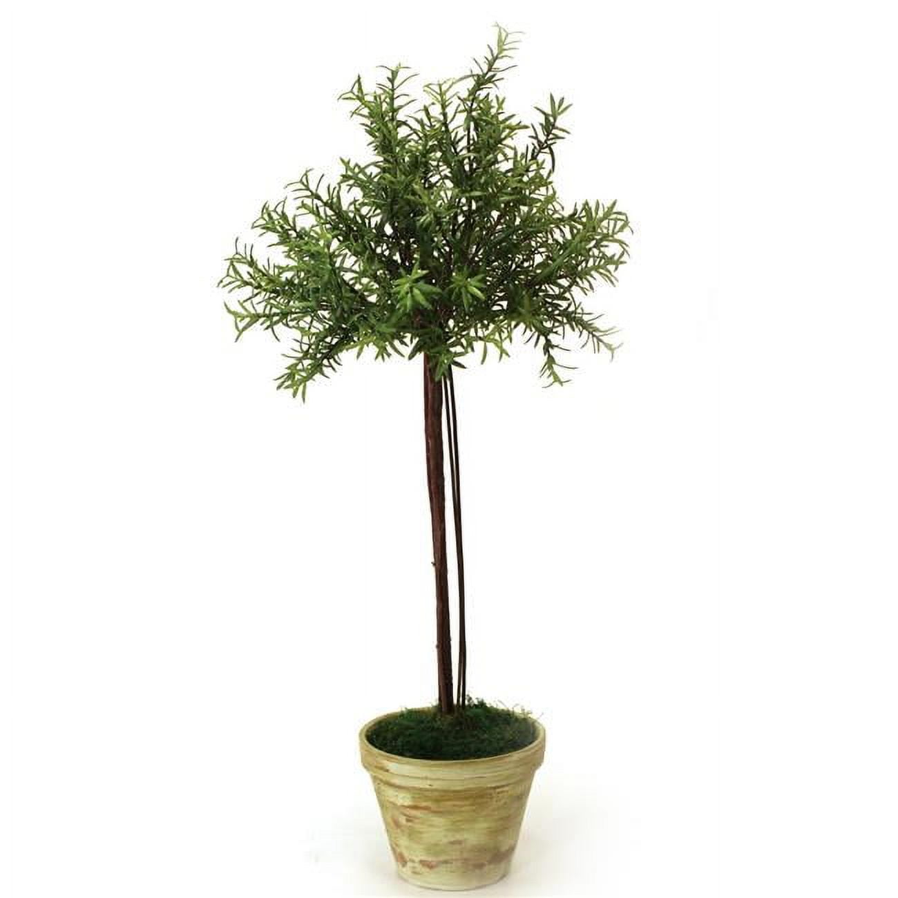 Unisex Small Thyme Tree in Weathered White Pot - Green