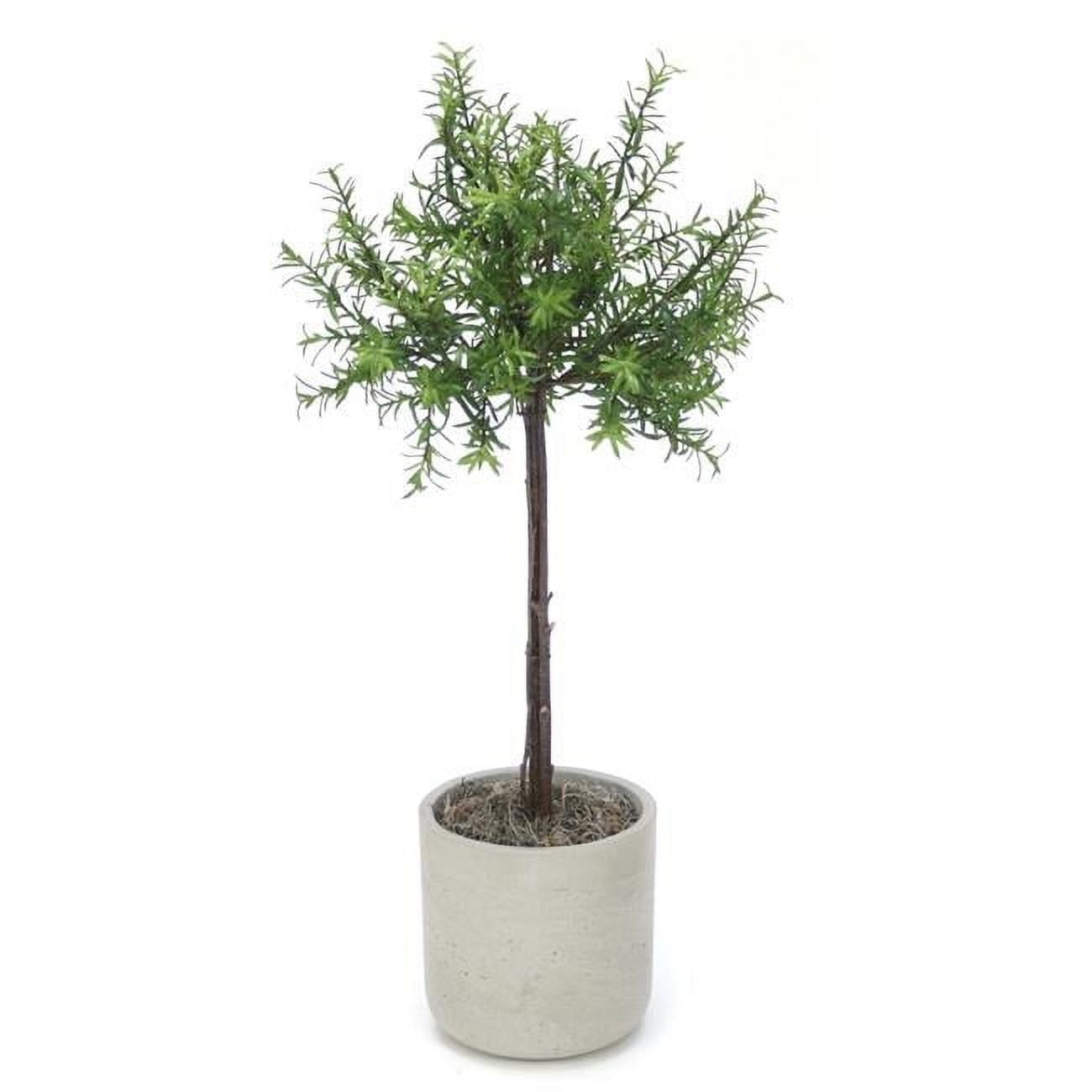 Unisex Rosemary Thyme Tree in Light Grey Pot - Green