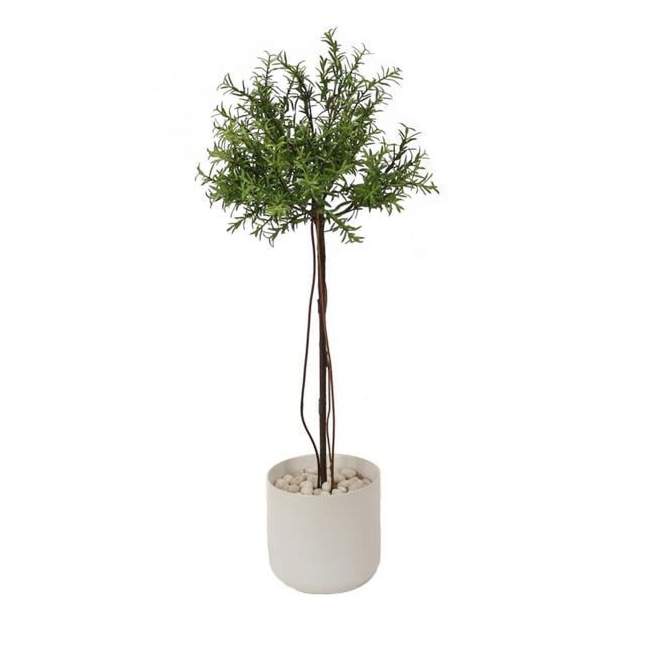 Unisex Small Thyme Tree in White Planter - Green