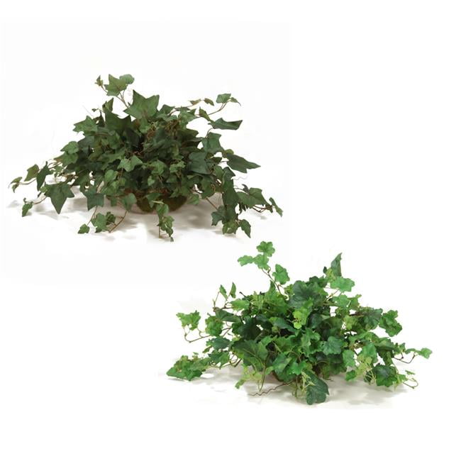 Unisex Greenery Assortment in Saucer - Green - Set of 2