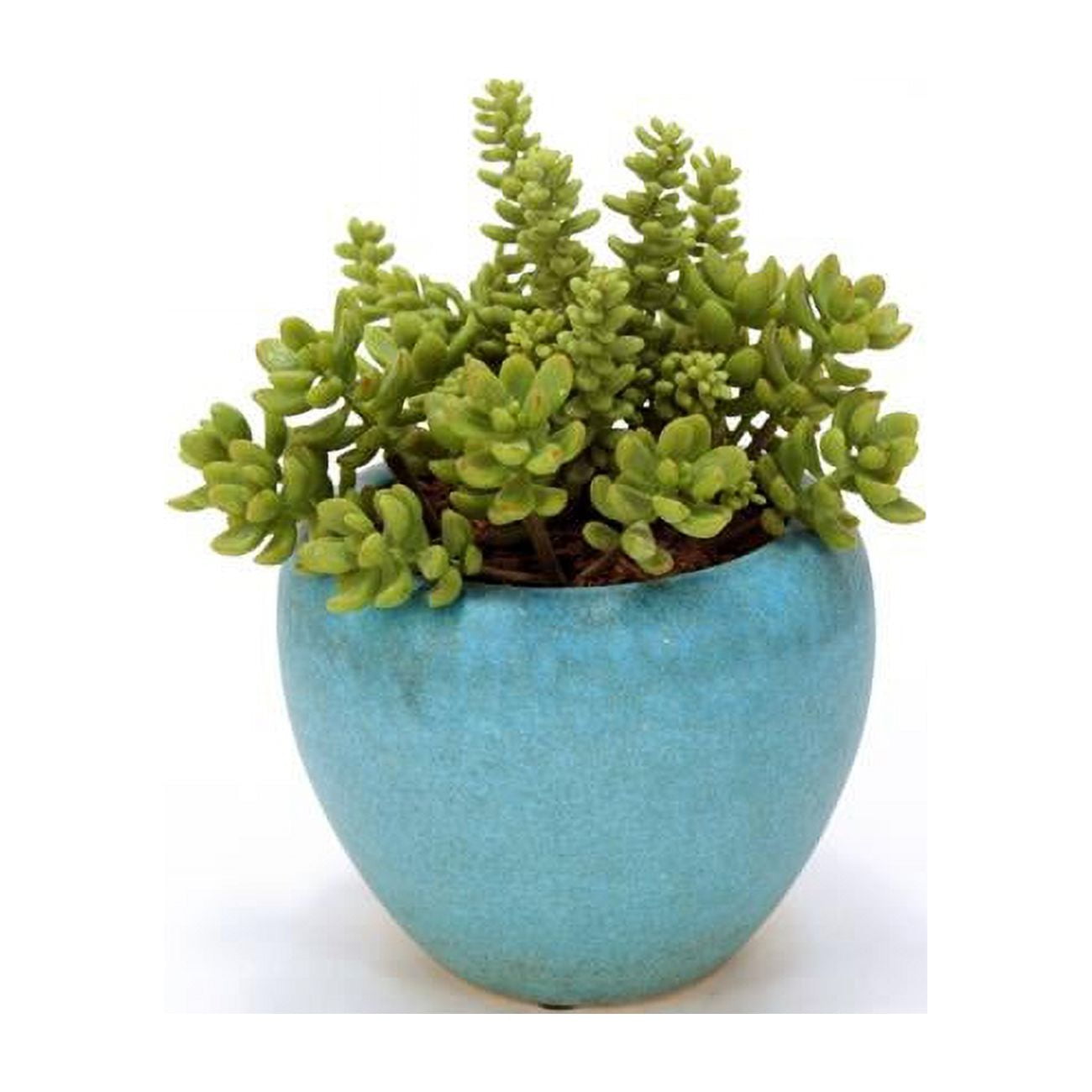 Unisex Short Succulents in Round Turquoise Pot - Green