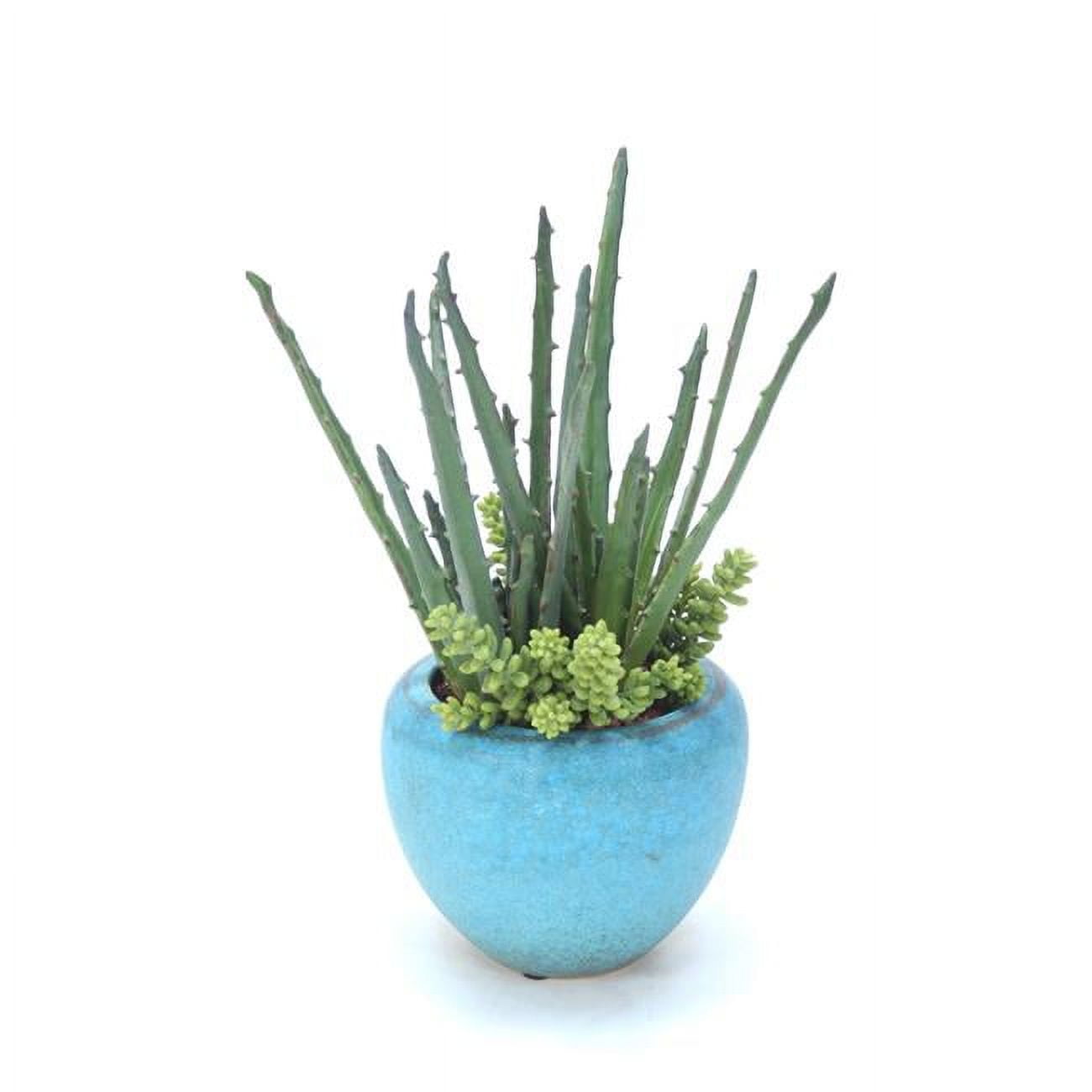 Unisex Aloe & Succulents in Turquoise Pot - Green