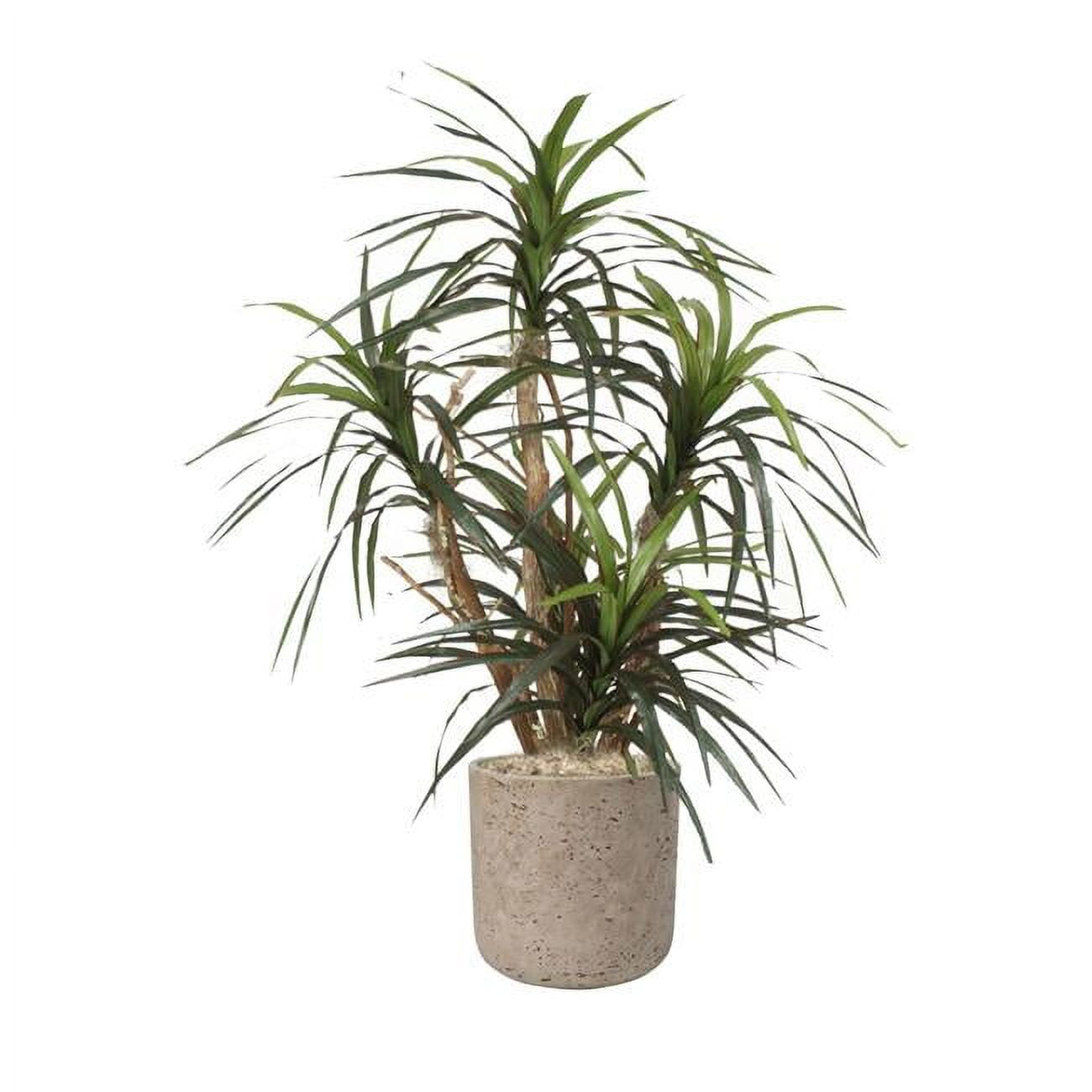 Unisex Dracaena Marginata in Grey Stone Charlie Planter - Green