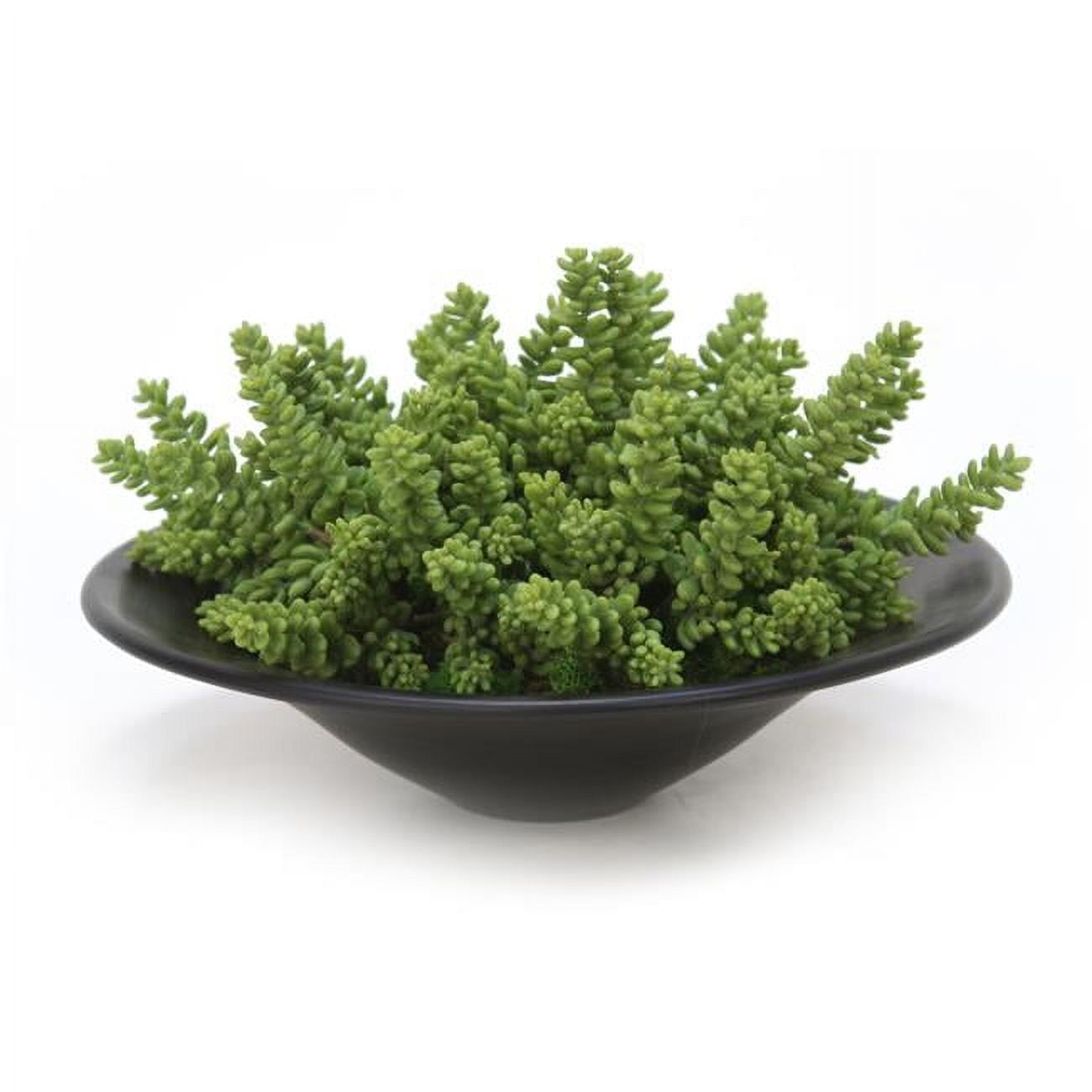 Unisex Succulents Garden in Round Bowl - Green