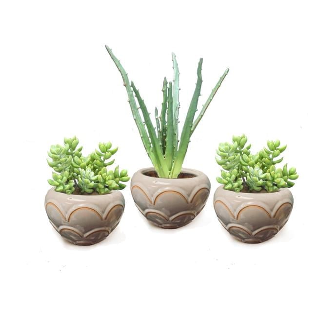 Disttive Designs 2981E Unisex Green Succulent Stems in Small Scallopped Beige Round Bowl - 3 Piece