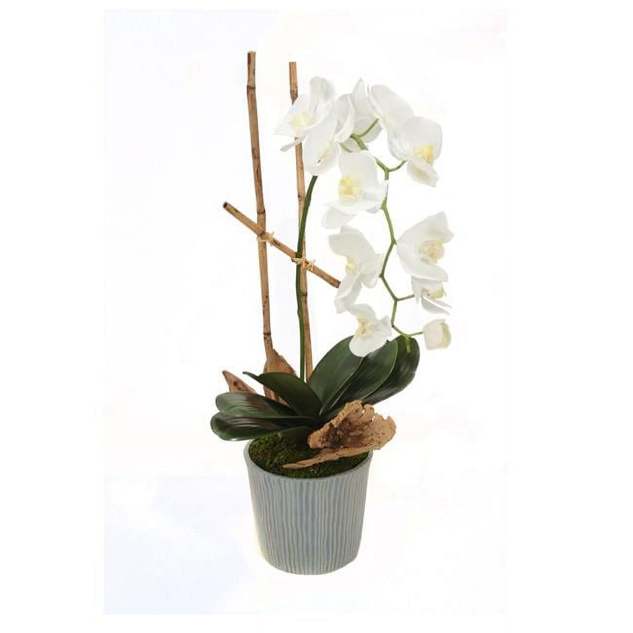 Unisex Phaeanopsis Orchid with Foliage in Blue Ridge Pot - White