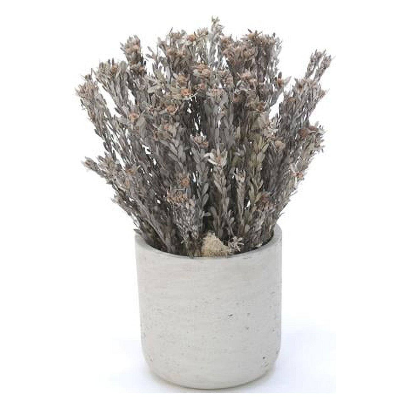 Unisex Pubescens Silver in Grey Planter - Brown