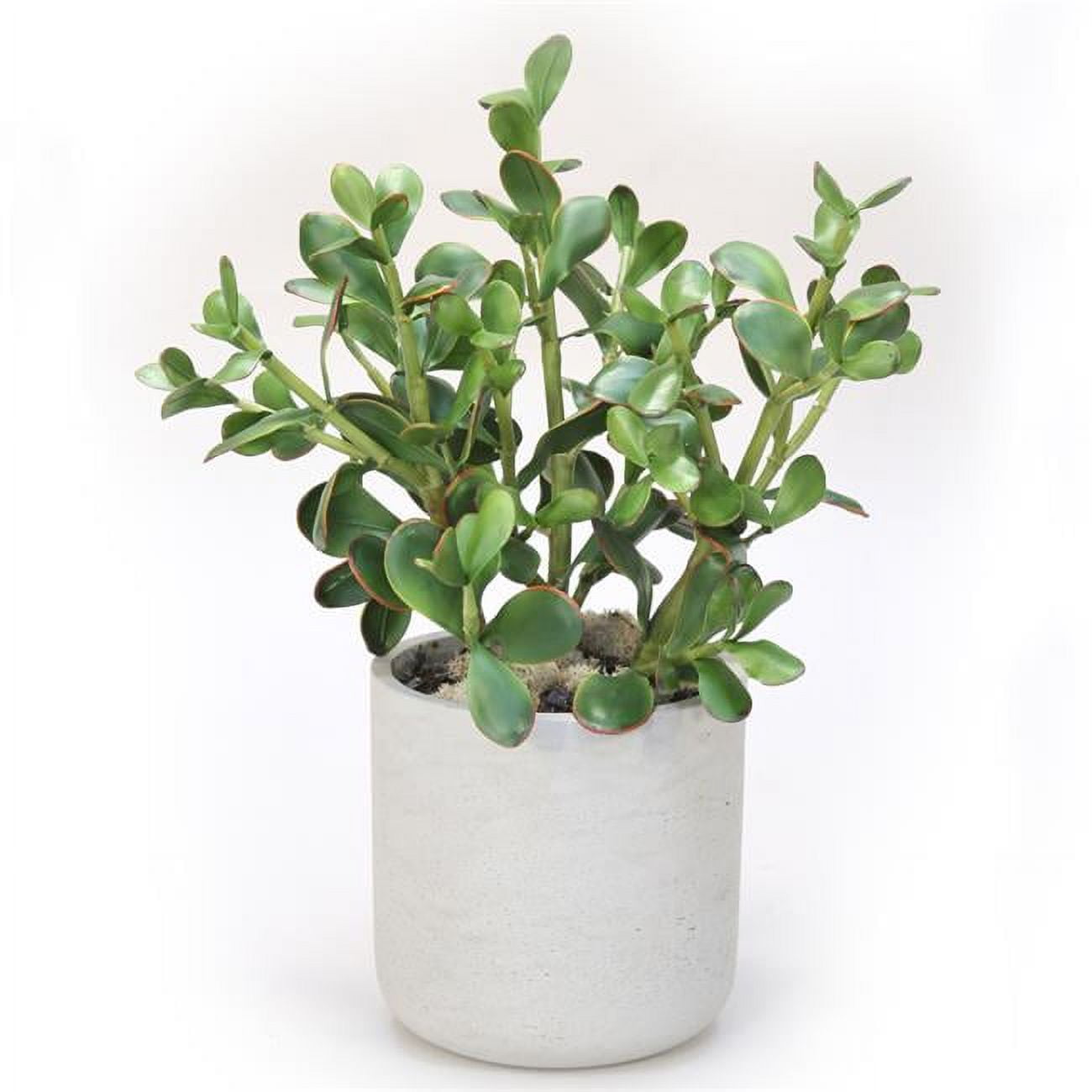 Unisex Jade Plants in Grey Washed Planter - Brown