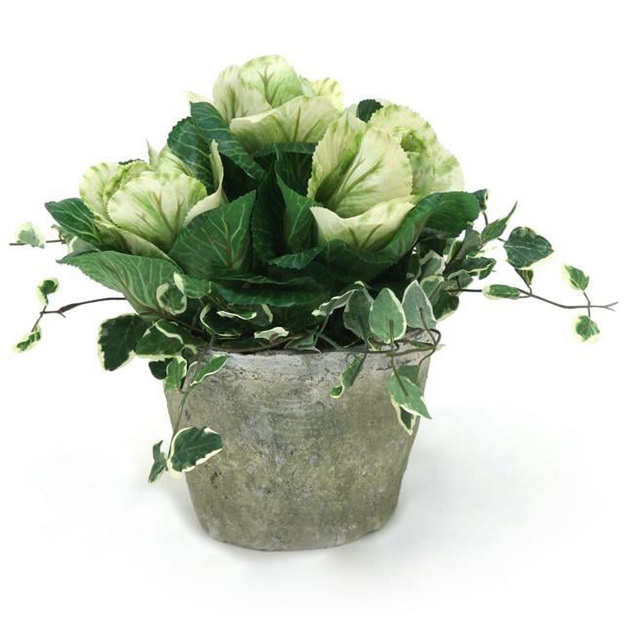 Unisex Kale in Flower Pot - Brown