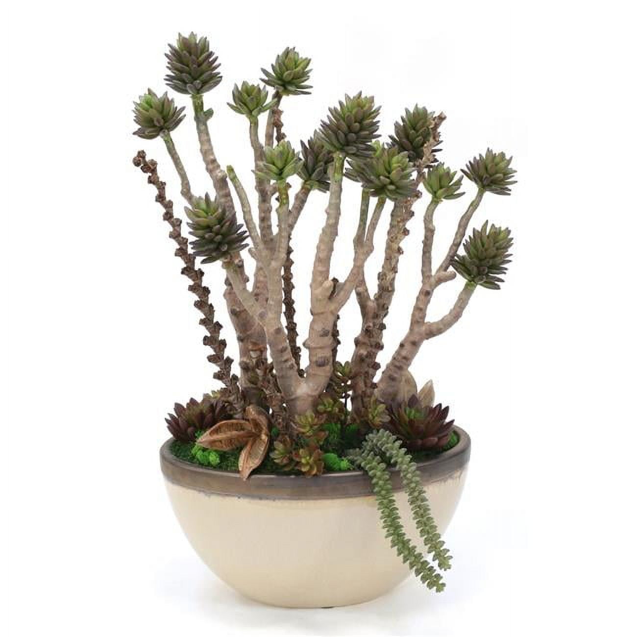 Unisex Succulent Tree with Mixed Succulents in Oval Ceramic Planter - Brown