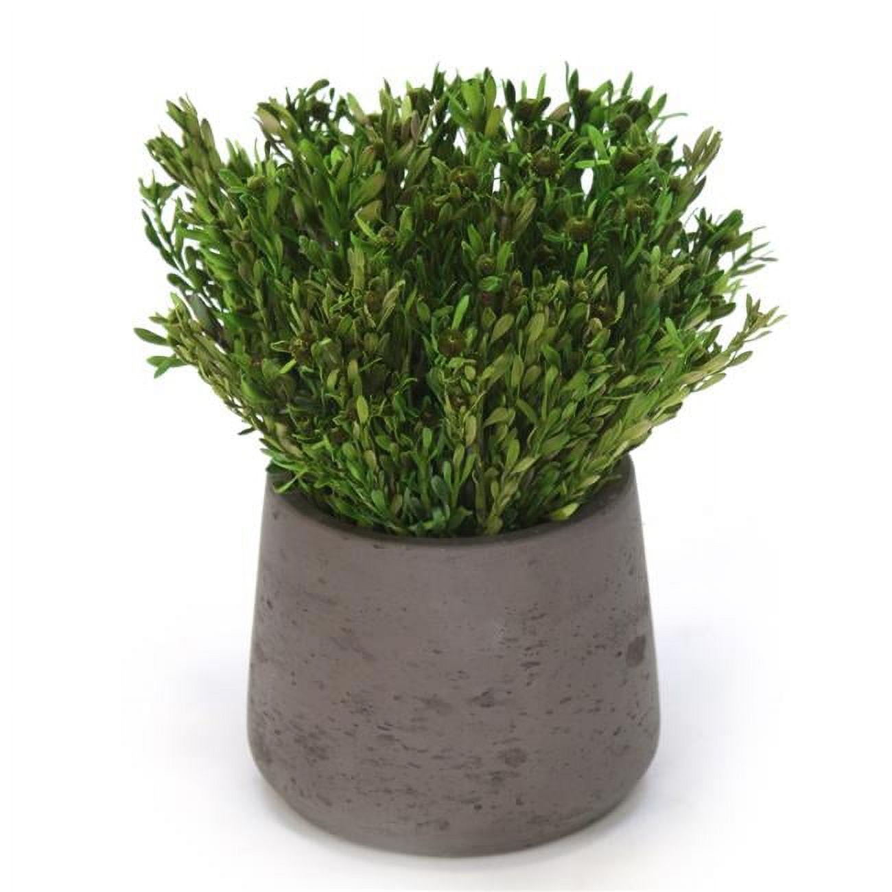 Disttive Designs 3023 Unisex Green Pubescens in Chocolate Planter - Brown - Pack of 2
