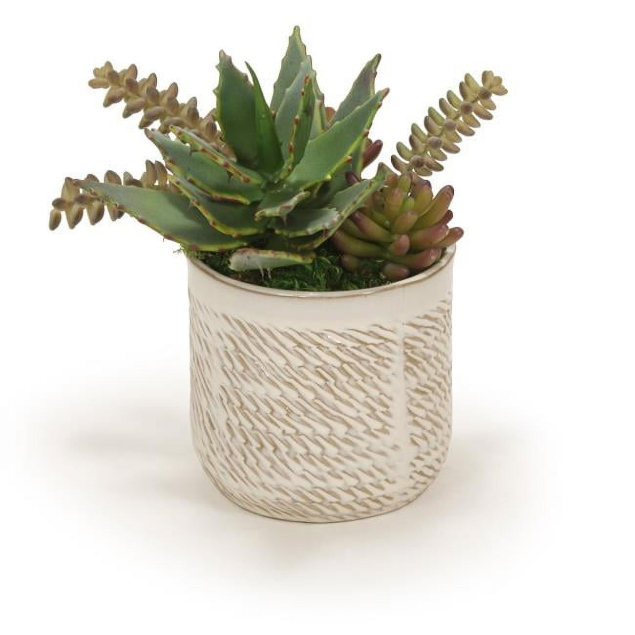 Unisex Succulents in Wheatfield Pot - Green