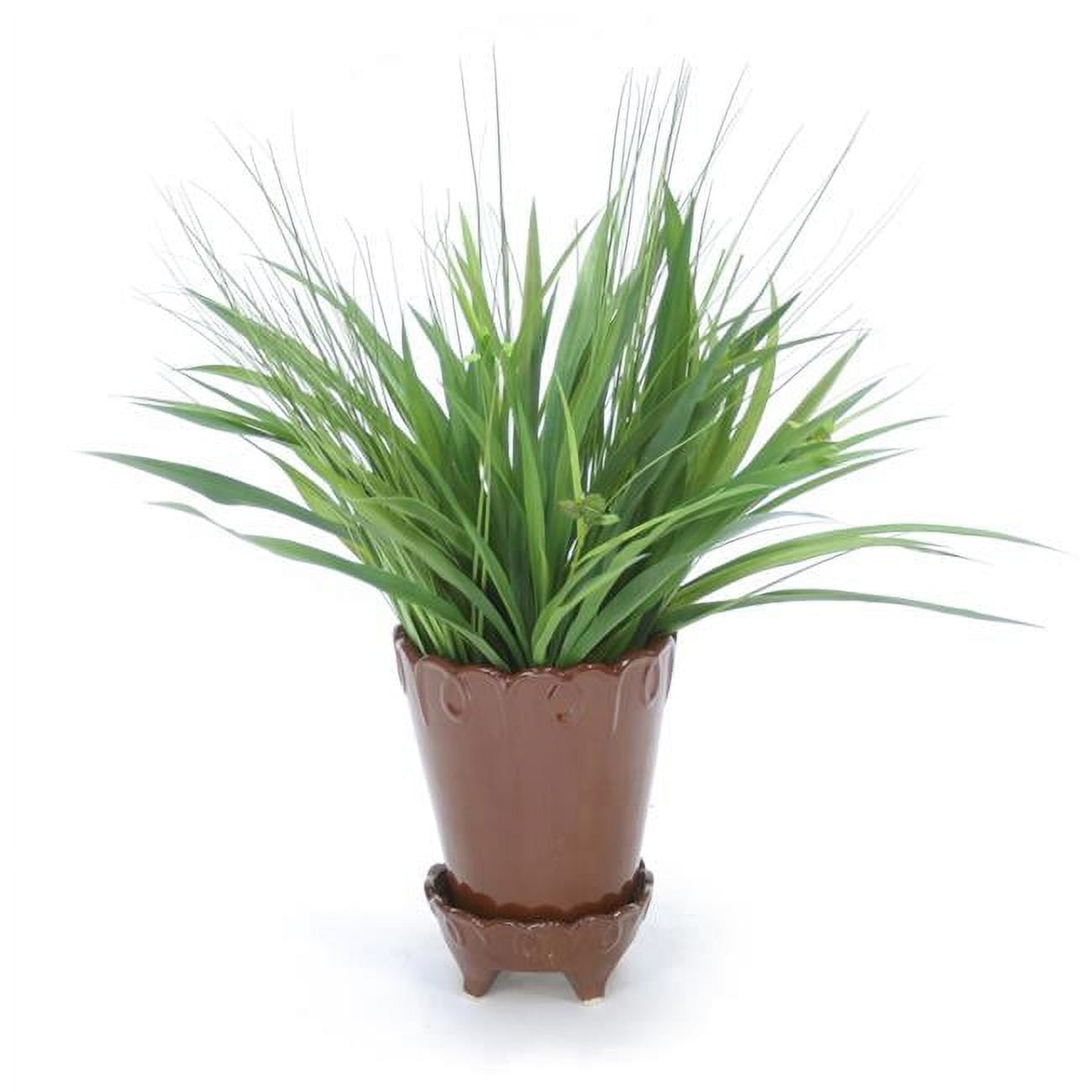 Unisex Grass in Chocolate Flower Pot - Green