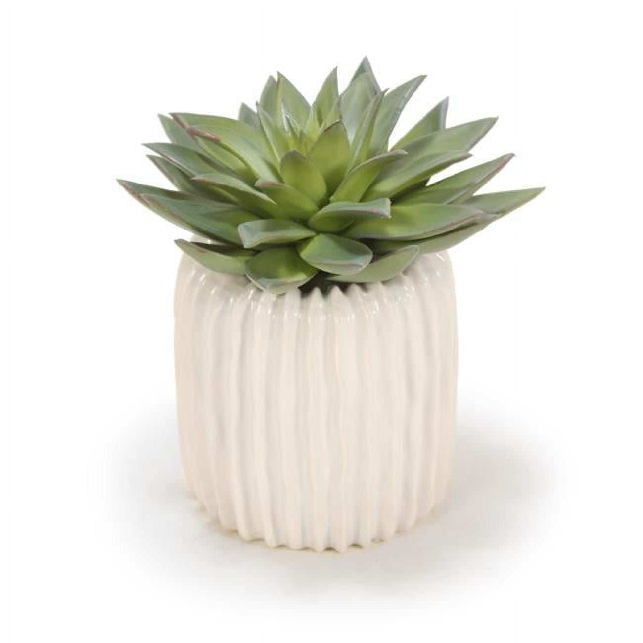 Unisex Starburst Succulent in Ribbed Vase - Green