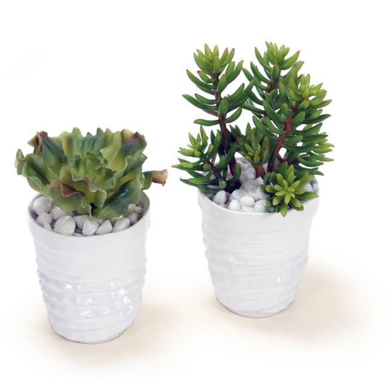 Unisex Succulent Garden in Layered Pot - Green
