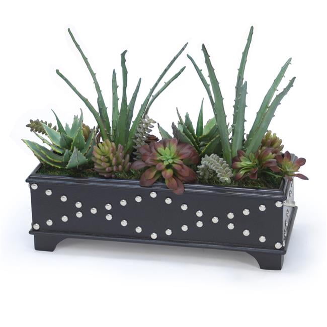 Unisex Succulent Garden in Black Leather Box - Green