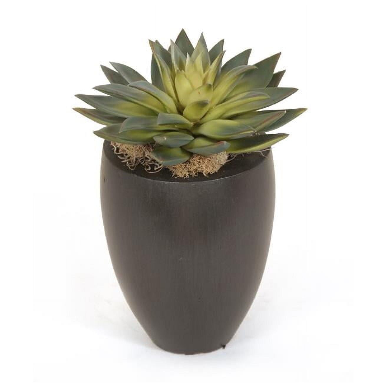 Unisex Starburst Succulent in Wood Vase - Green