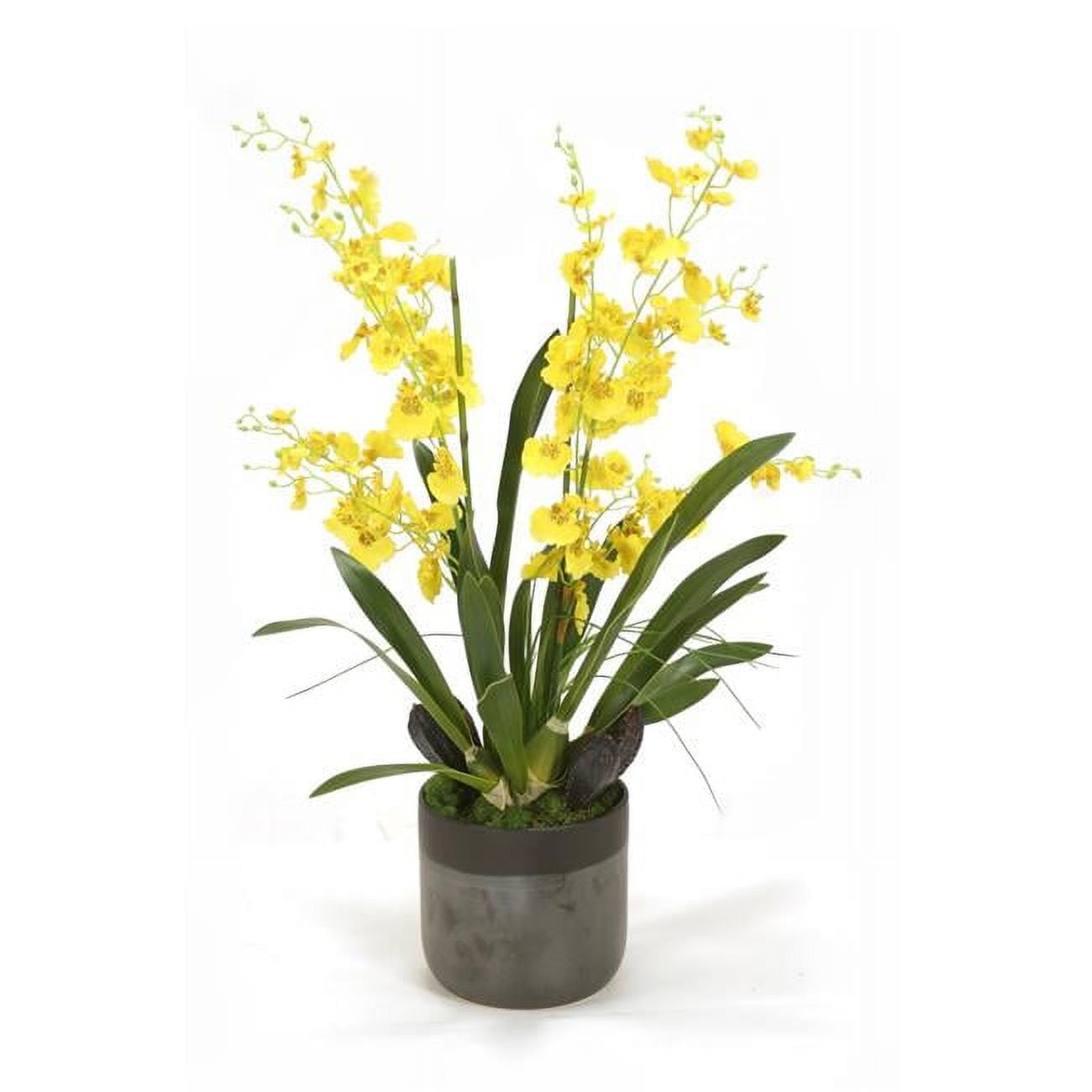 Unisex Yellow Oncidium Orchids in Black Planter