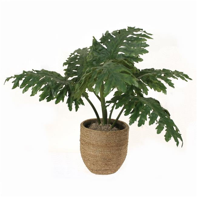 Unisex Philodendron Leaves in Grass Basket - Green