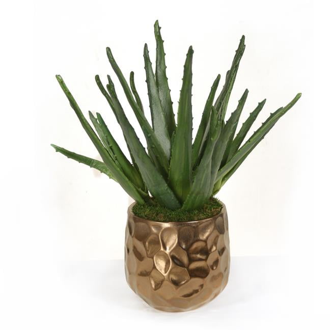 Unisex Agave Plant in Gold Planter - Green