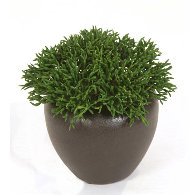 Unisex Cedar Pick in Bronze Planter - Green
