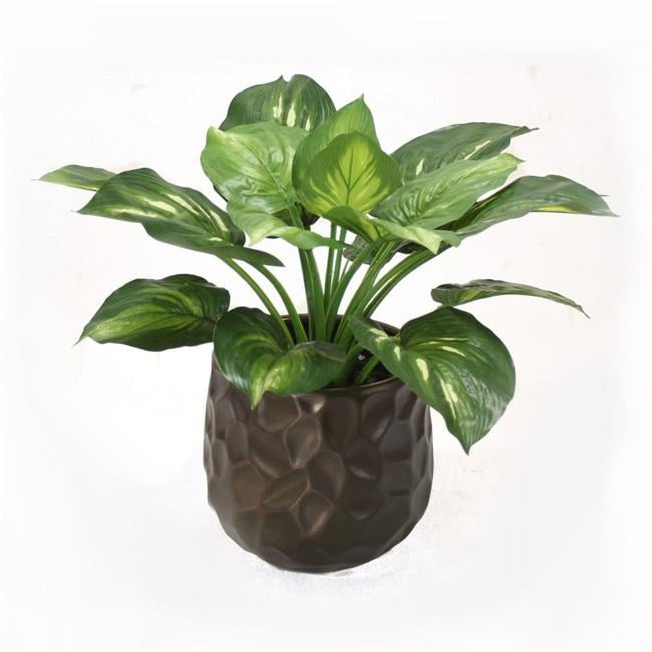 Unisex Hosta Plant in Bronze Planter - Green