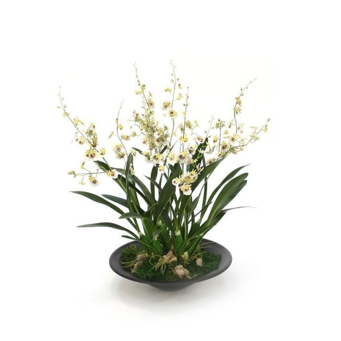 Unisex Dancing Orchids in Black Oval Planter - Green