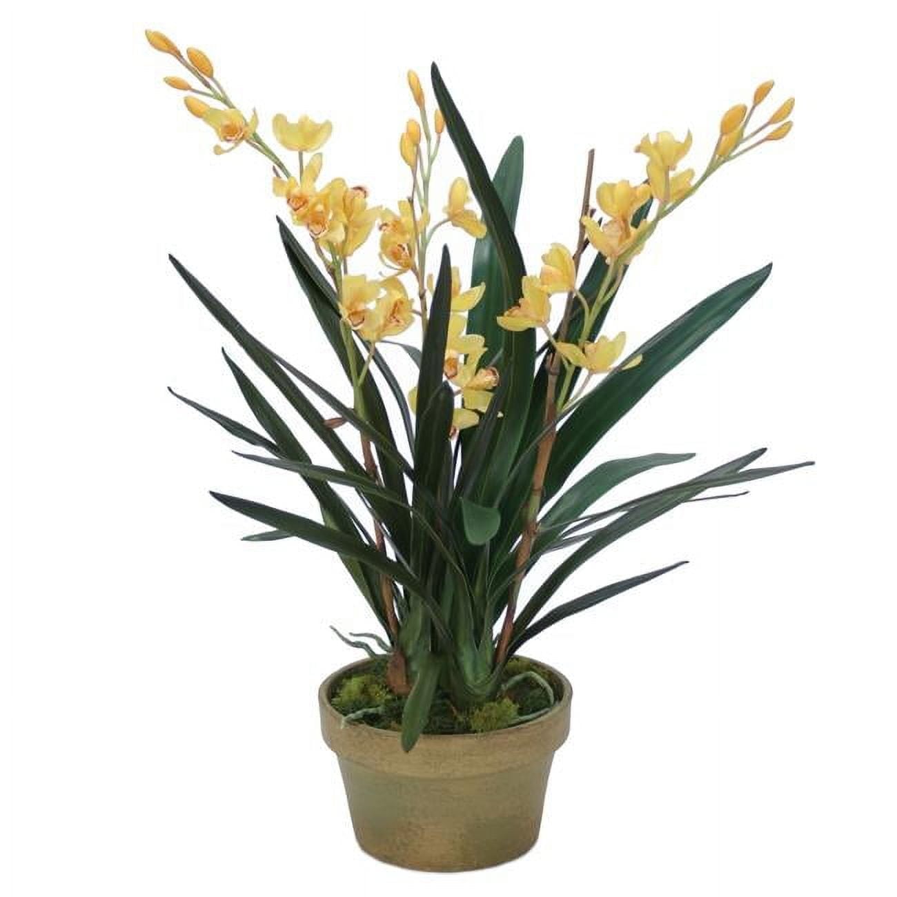 Unisex Yellow Cymbidium Orchid in Aged Pot - Green