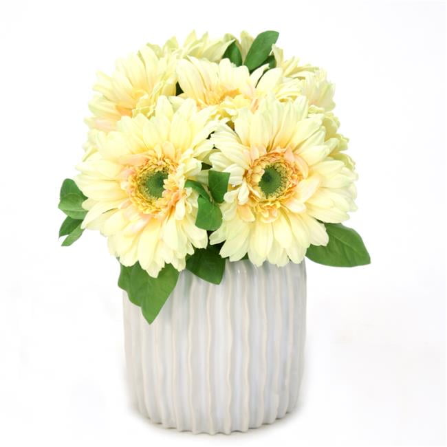 Unisex Gerber Daisy in White Haven Pot - Green