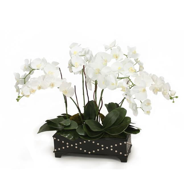 Disttive Designs 8088B Unisex White Phaleanopsis Orchid in Black Box with Silver Accents