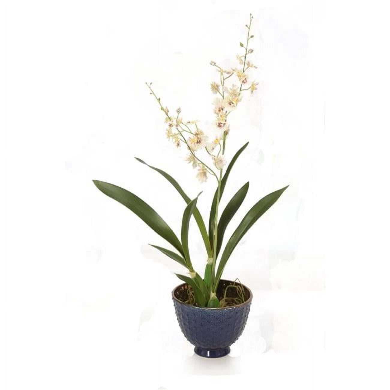 Unisex White Dancing Orchid in Blue Vase