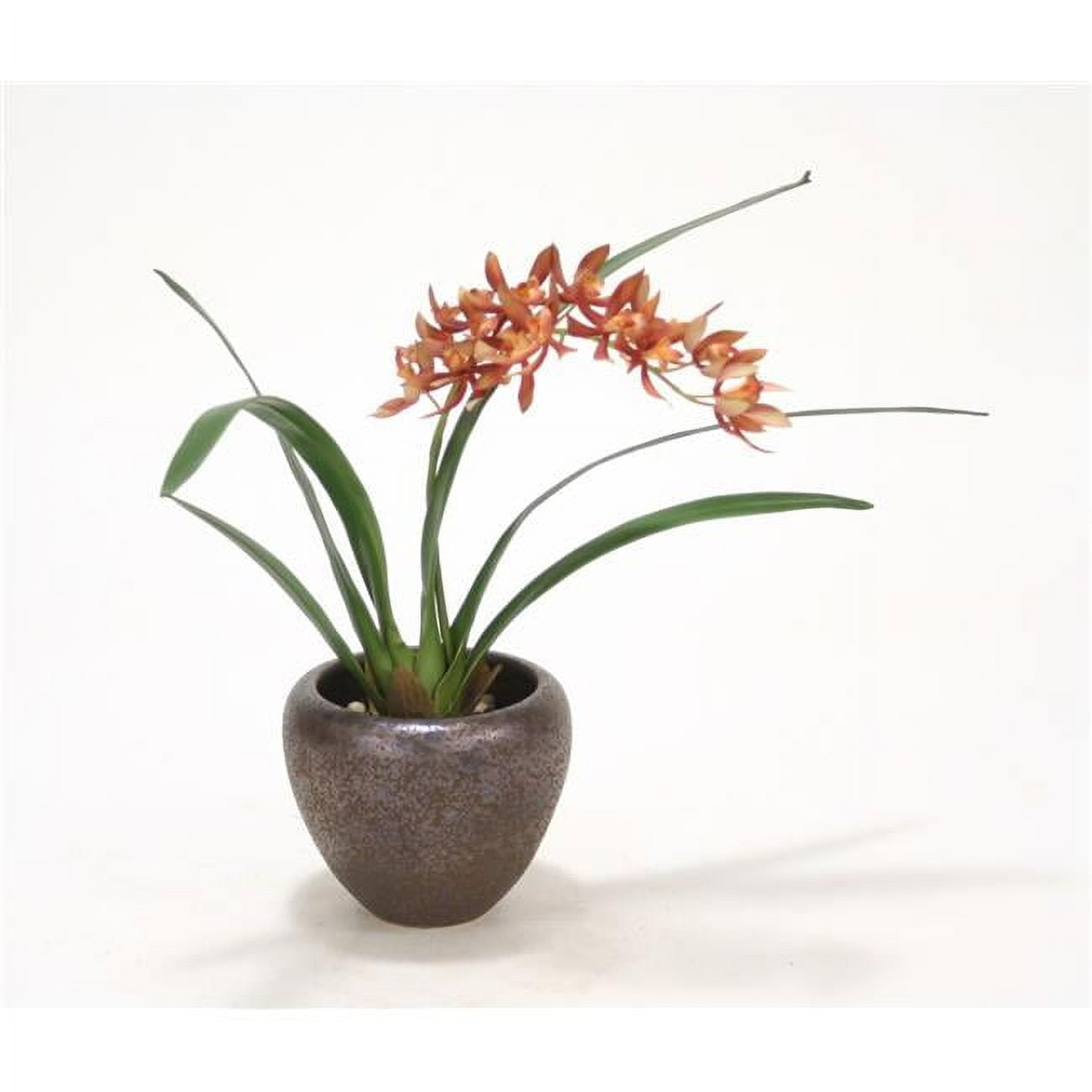 Unisex Mini Rust & Gold Cymbidium Orchid Plant in Bronze Planter - Red